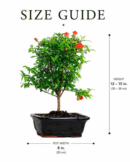 TODOROKI Pomegranate Bonsai Tree