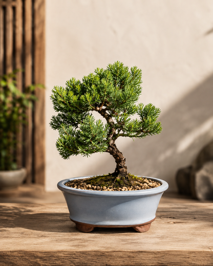 TODOROKI Green Mound Juniper Bonsai Tree