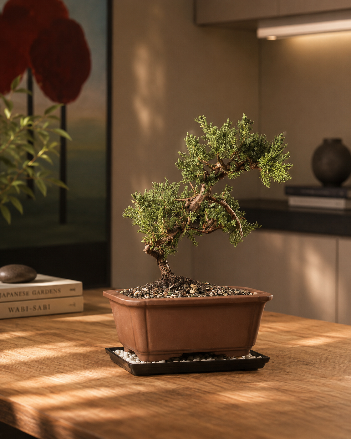 Live Green Mound Juniper Bonsai Tree