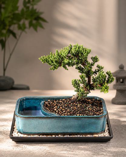 Large Juniper Live Bonsai Tree