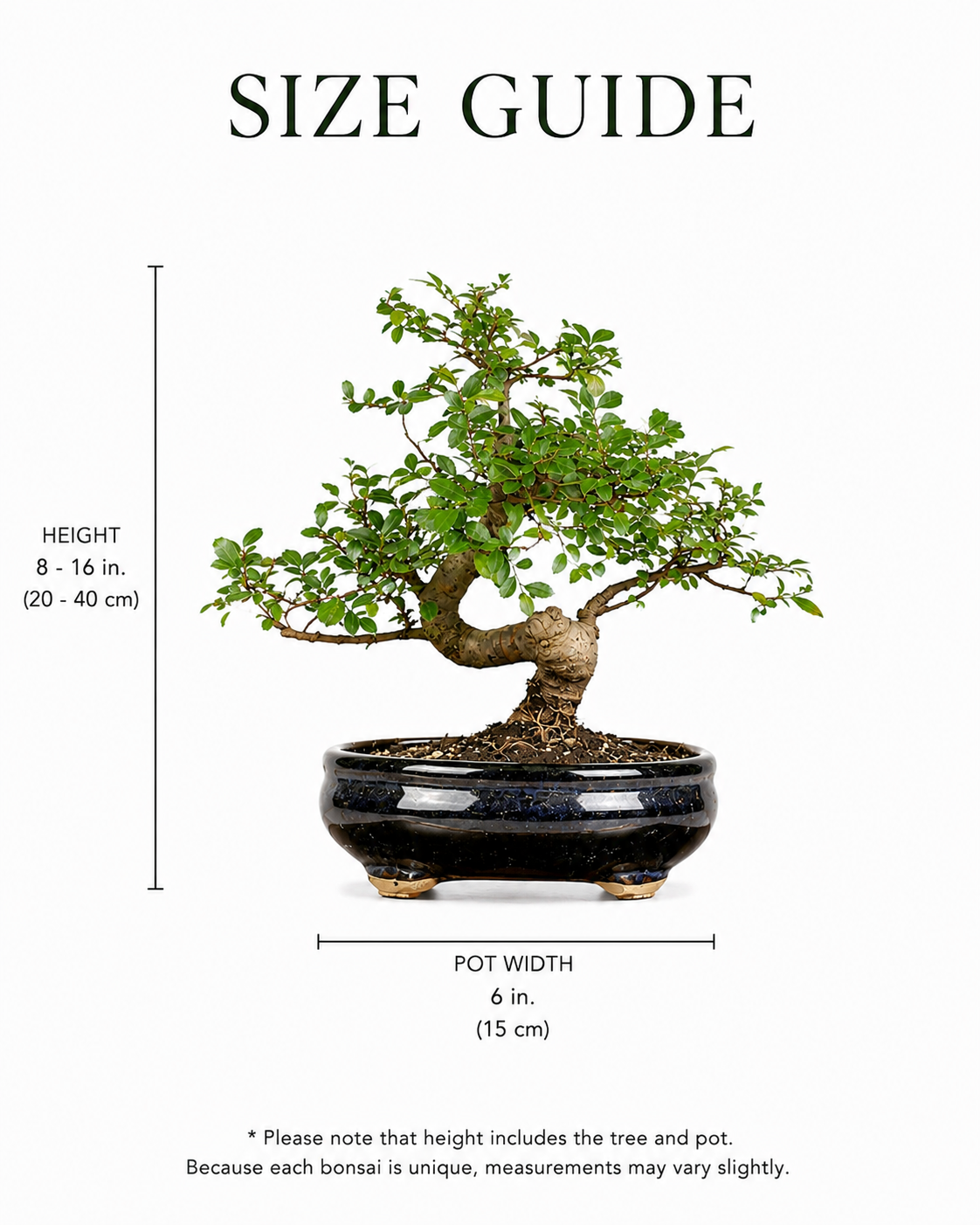 TODOROKI Chinese Elm Bonsai Tree