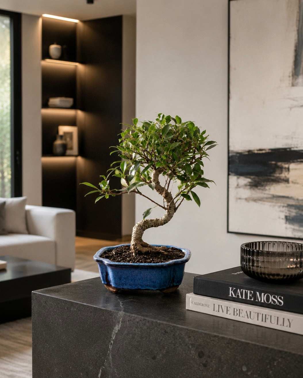 Golden Gate Ficus Indoor Bonsai