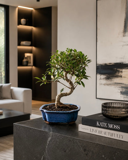 Golden Gate Ficus Indoor Bonsai