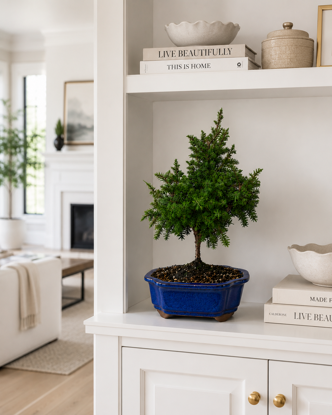 TODOROKI Foemina Juniper Bonsai