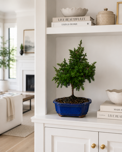 TODOROKI Foemina Juniper Bonsai