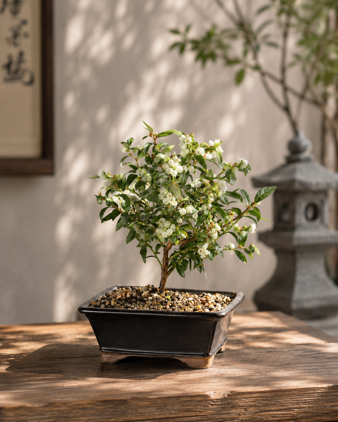 Dwarf Blueberry Bonsai Tree