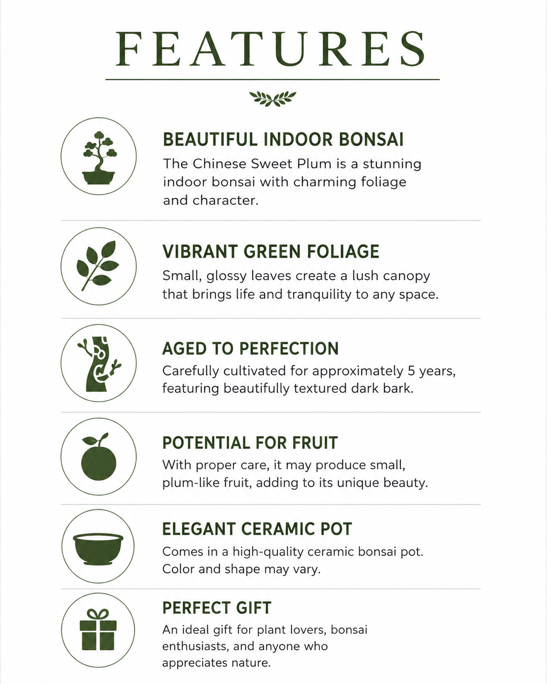 Chinese Sweet Plum Bonsai Tree