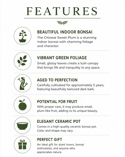 Chinese Sweet Plum Bonsai Tree
