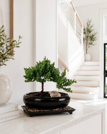 TODOROKI Medium Rock Juniper Bonsai