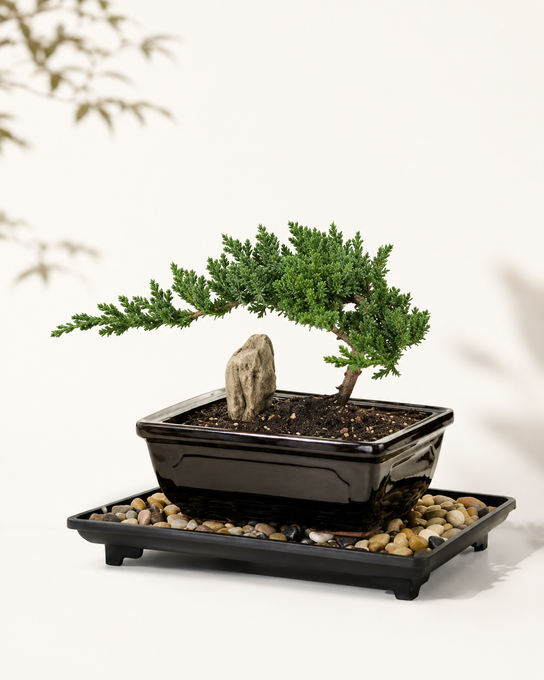 TODOROKI Young Juniper Bonsai