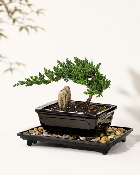 TODOROKI Young Juniper Bonsai