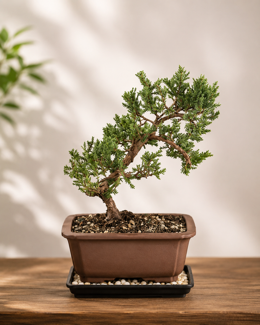 Live Green Mound Juniper Bonsai Tree