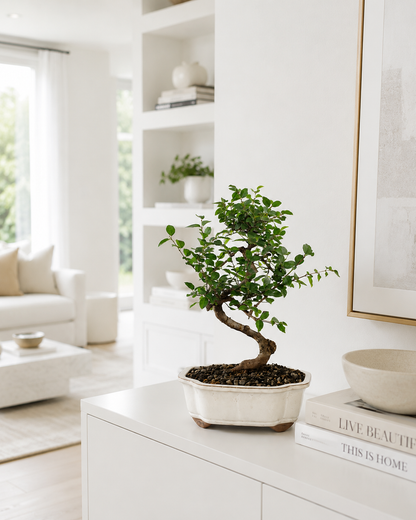 Chinese Sweet Plum Bonsai Tree