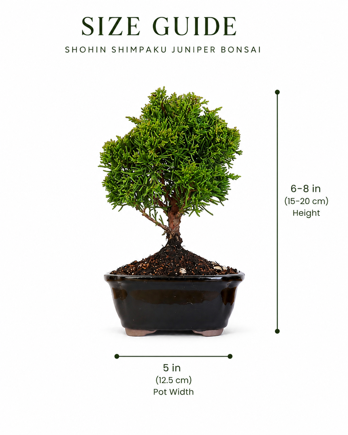 TODOROKI Shohin Shimpaku Juniper Bonsai