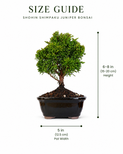 TODOROKI Shohin Shimpaku Juniper Bonsai