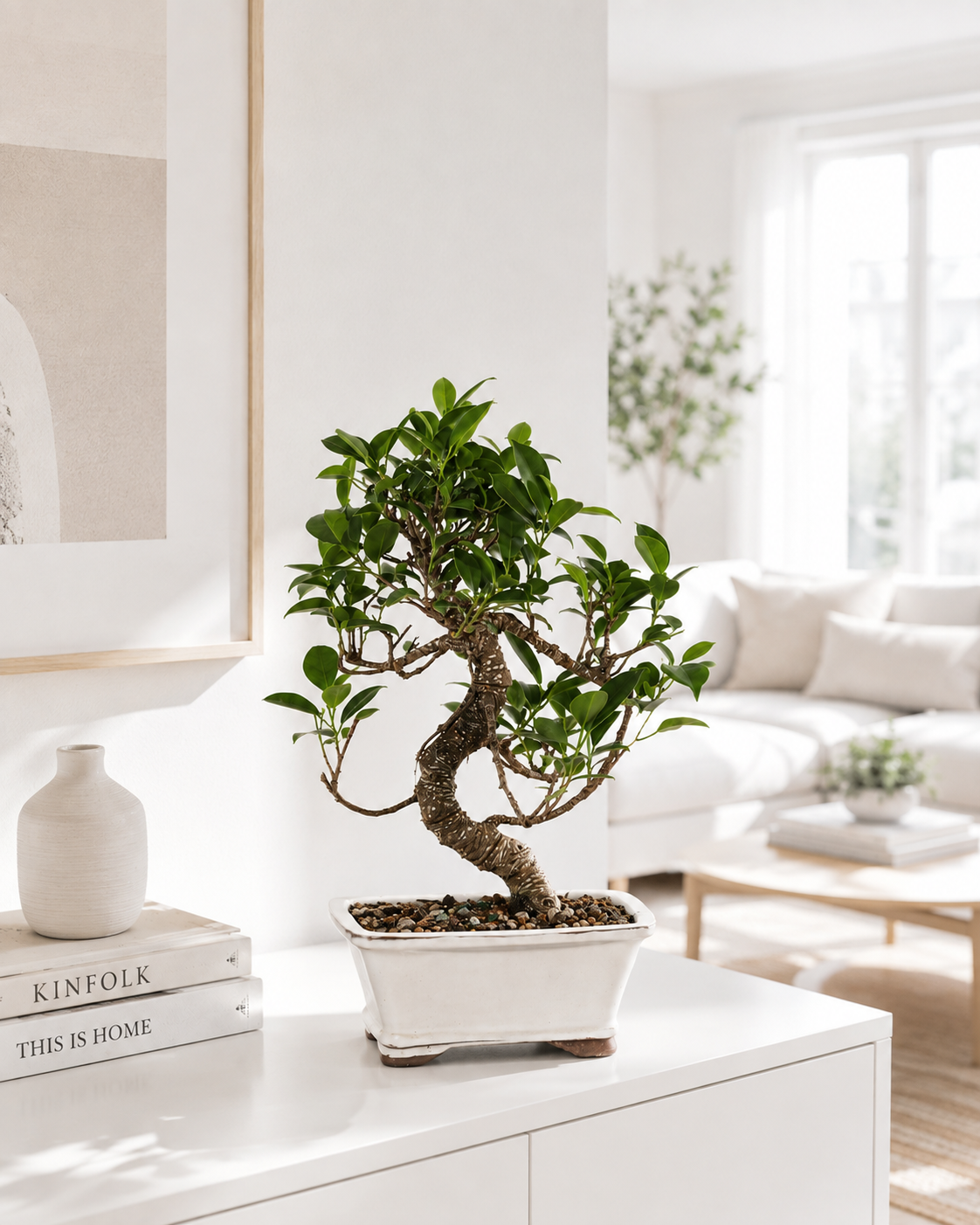 Golden Gate Ficus Bonsai