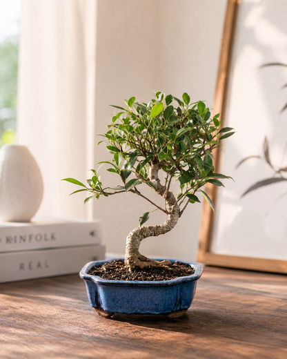 Golden Gate Ficus Indoor Bonsai