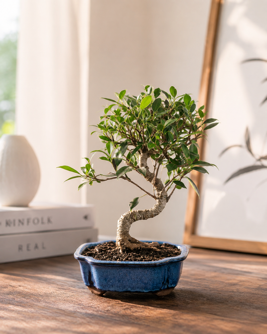 Golden Gate Ficus Indoor Bonsai