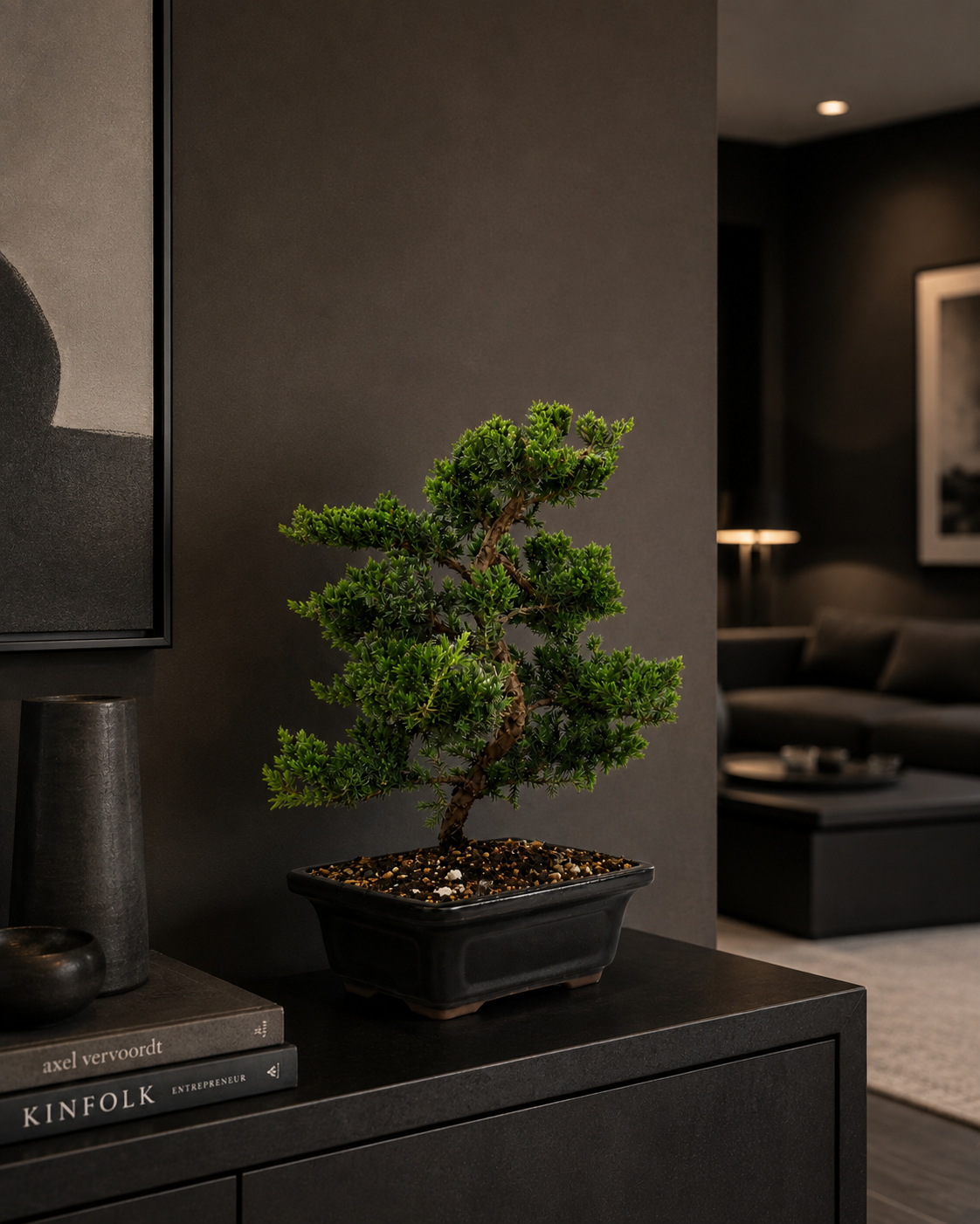 Trained Juniper Bonsai Tree