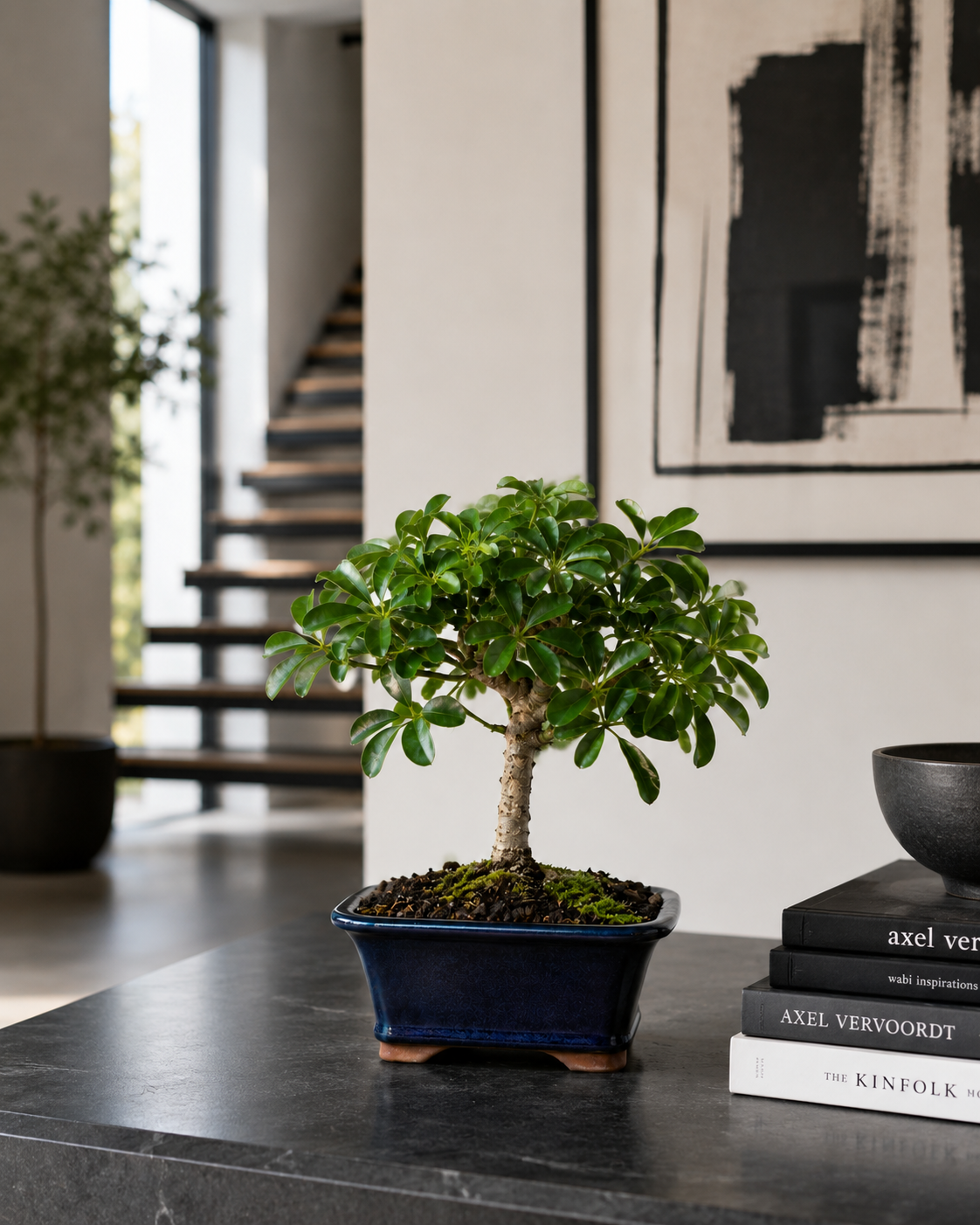 Hawaiian Umbrella Bonsai