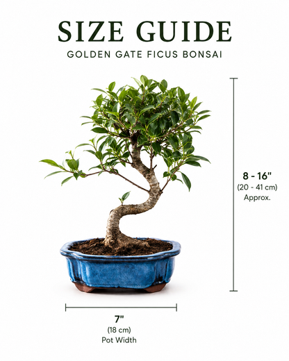 Golden Gate Ficus Indoor Bonsai