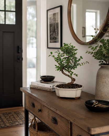 Chinese Sweet Plum Bonsai Tree