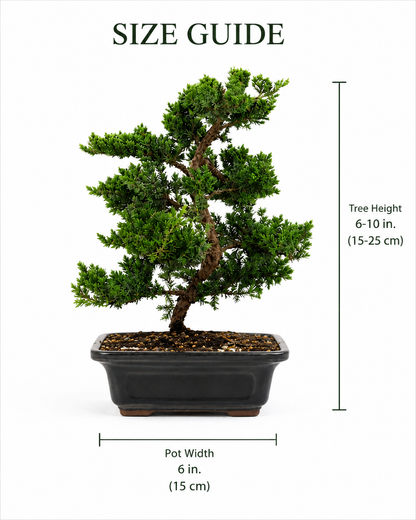Trained Juniper Bonsai Tree