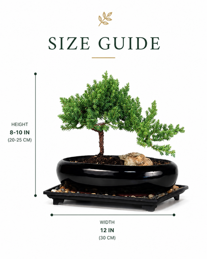 TODOROKI Medium Rock Juniper Bonsai