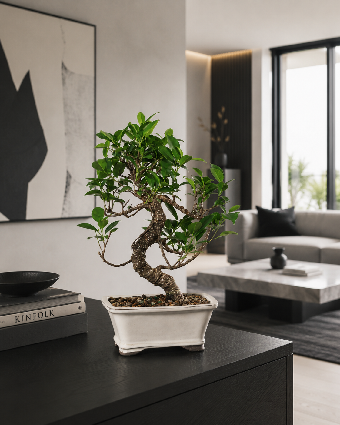 Golden Gate Ficus Bonsai