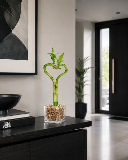 Heart Shaped Lucky Bamboo Bonsai