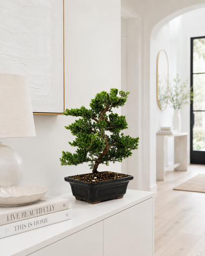 Trained Juniper Bonsai Tree