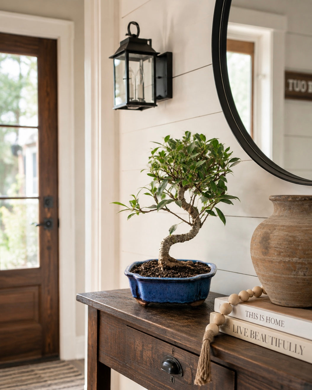 Golden Gate Ficus Indoor Bonsai
