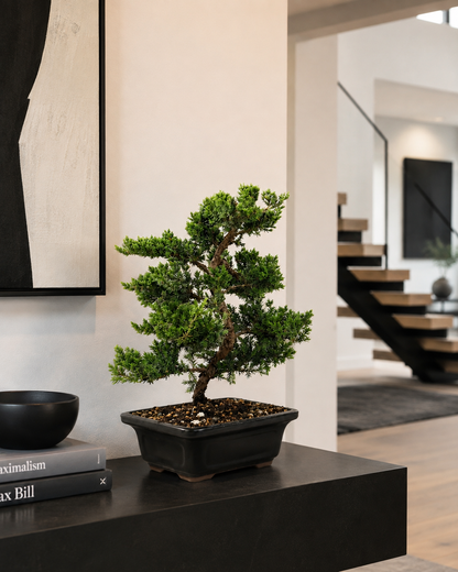 Trained Juniper Bonsai Tree