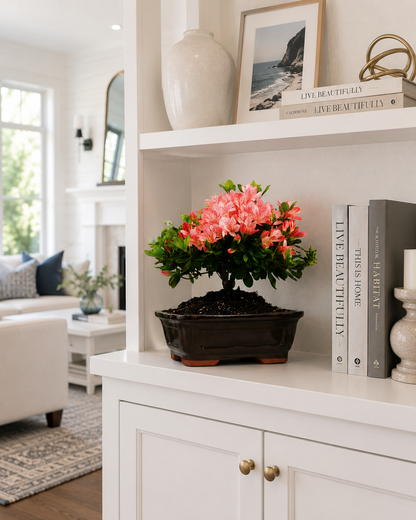 TODOROKI Pink Azalea Bonsai Tree