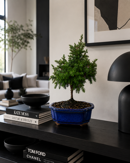 TODOROKI Foemina Juniper Bonsai