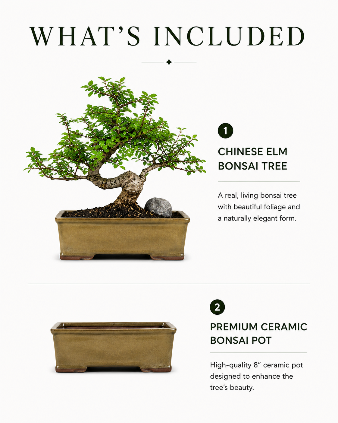TODOROKI Chinese Elm Bonsai Tree