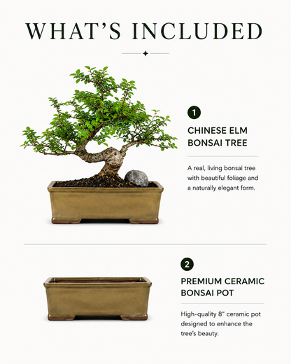 TODOROKI Chinese Elm Bonsai Tree