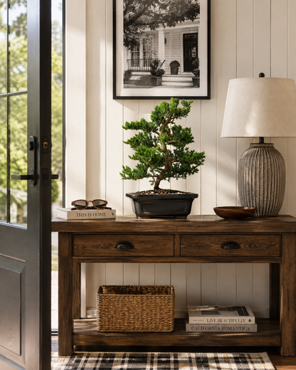 Trained Juniper Bonsai Tree