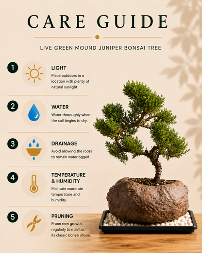 Juniper Live Bonsai Tree