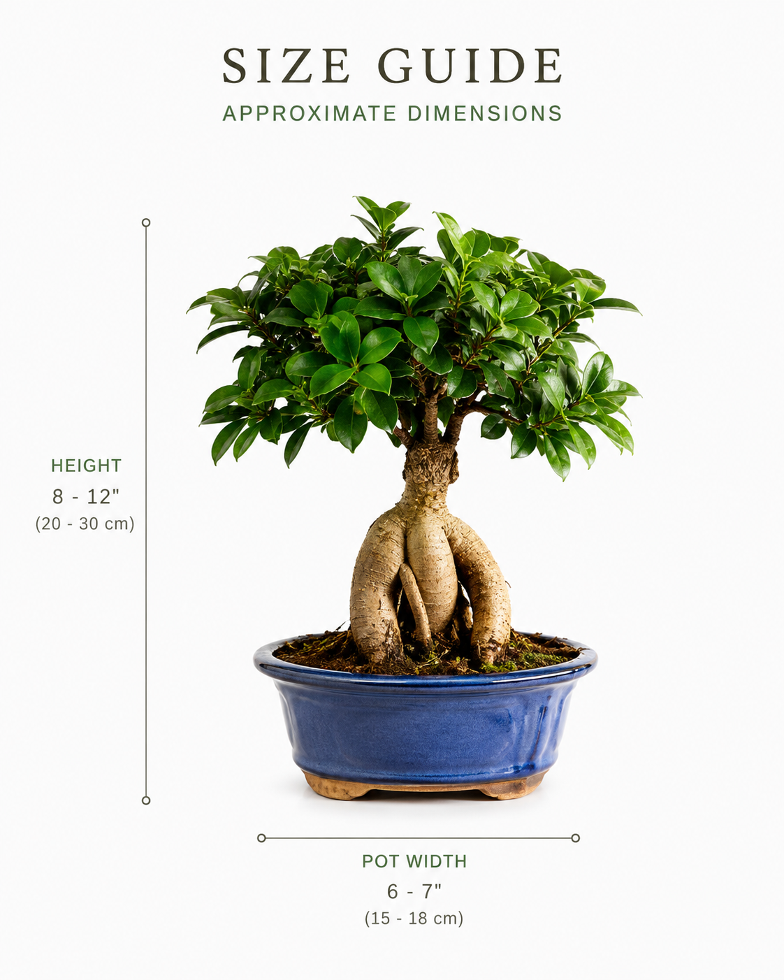 Ginseng Grafted Ficus Bonsai