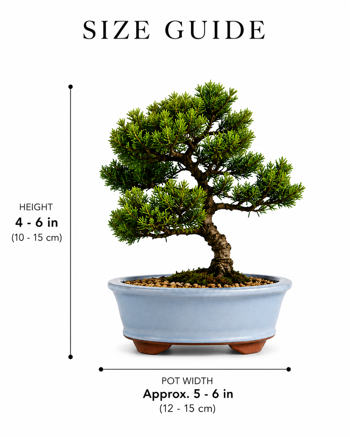 TODOROKI Green Mound Juniper Bonsai Tree
