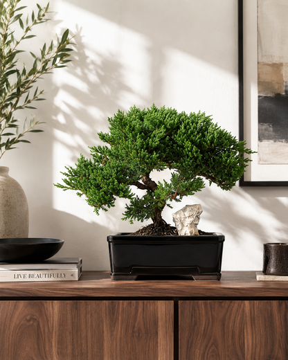 TODOROKI Large Rock Juniper Bonsai