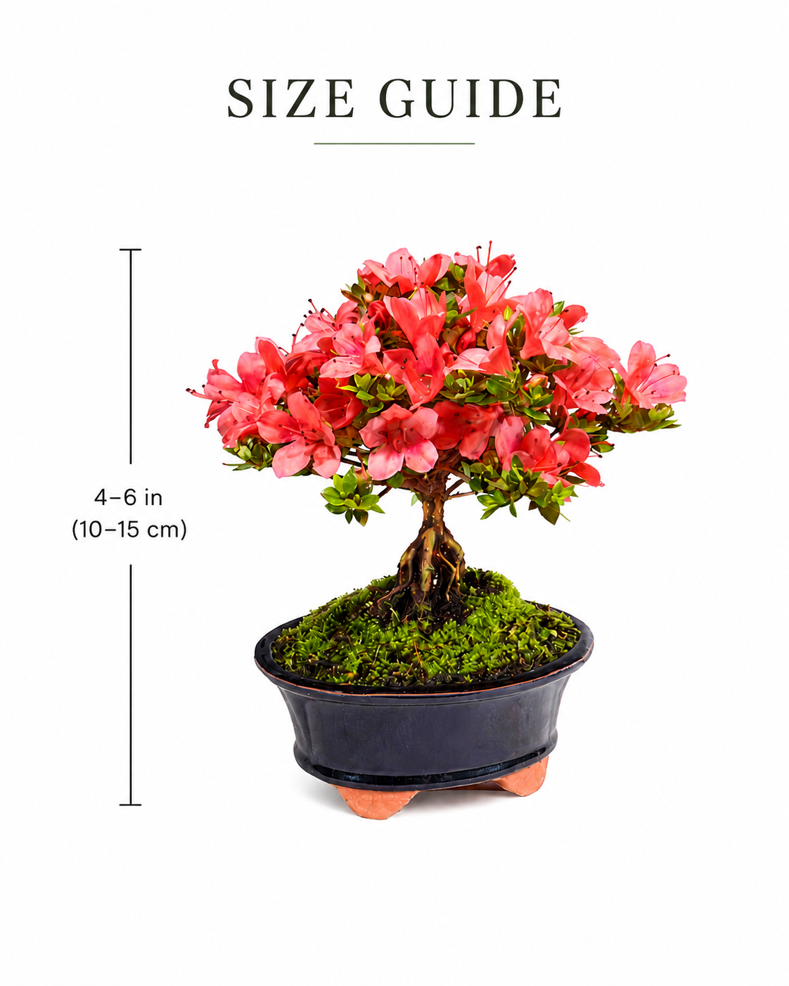 TODOROKI Satsuki Azalea Bonsai ‘Kazan’