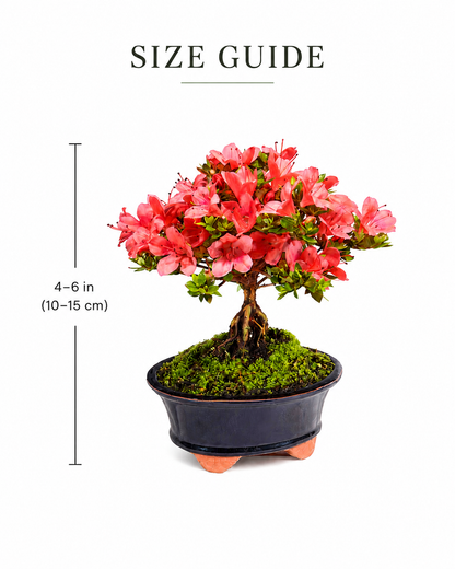 TODOROKI Satsuki Azalea Bonsai ‘Kazan’