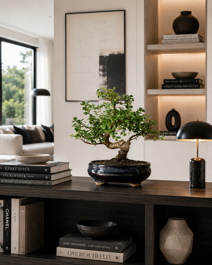 TODOROKI Chinese Elm Bonsai Tree