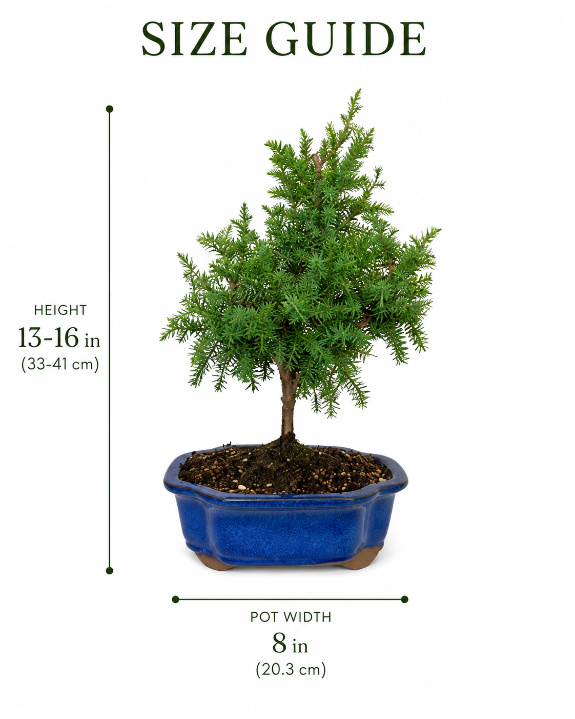 TODOROKI Foemina Juniper Bonsai