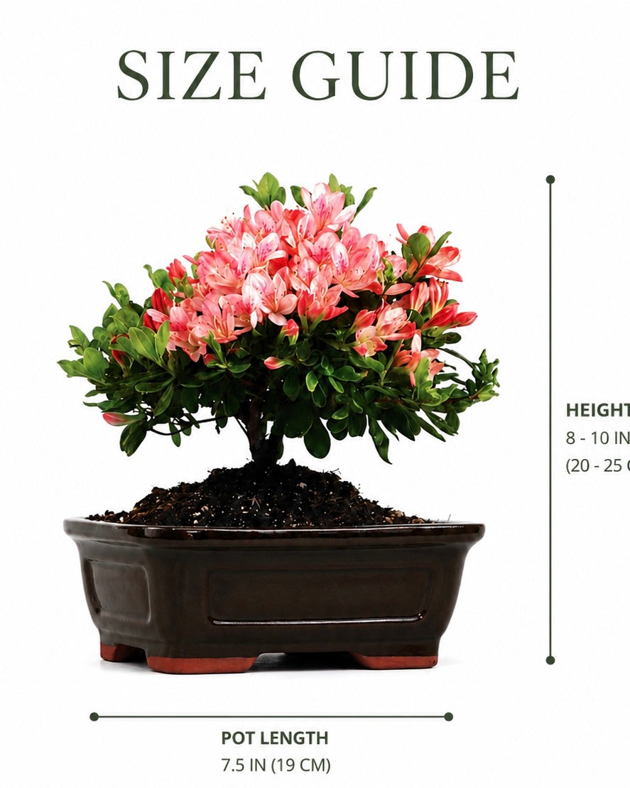 TODOROKI Pink Azalea Bonsai Tree