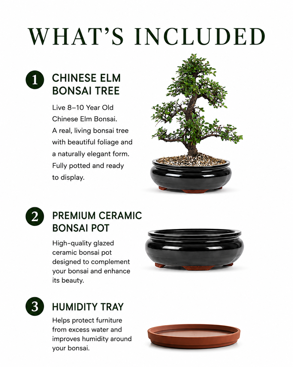TODOROKI Large Chinese Elm Bonsai Tree