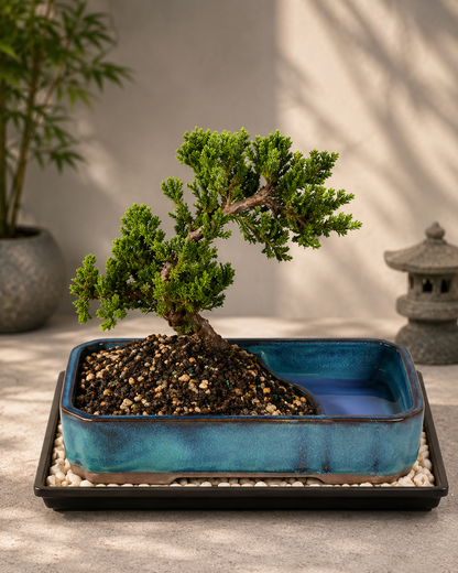 Large Juniper Live Bonsai Tree