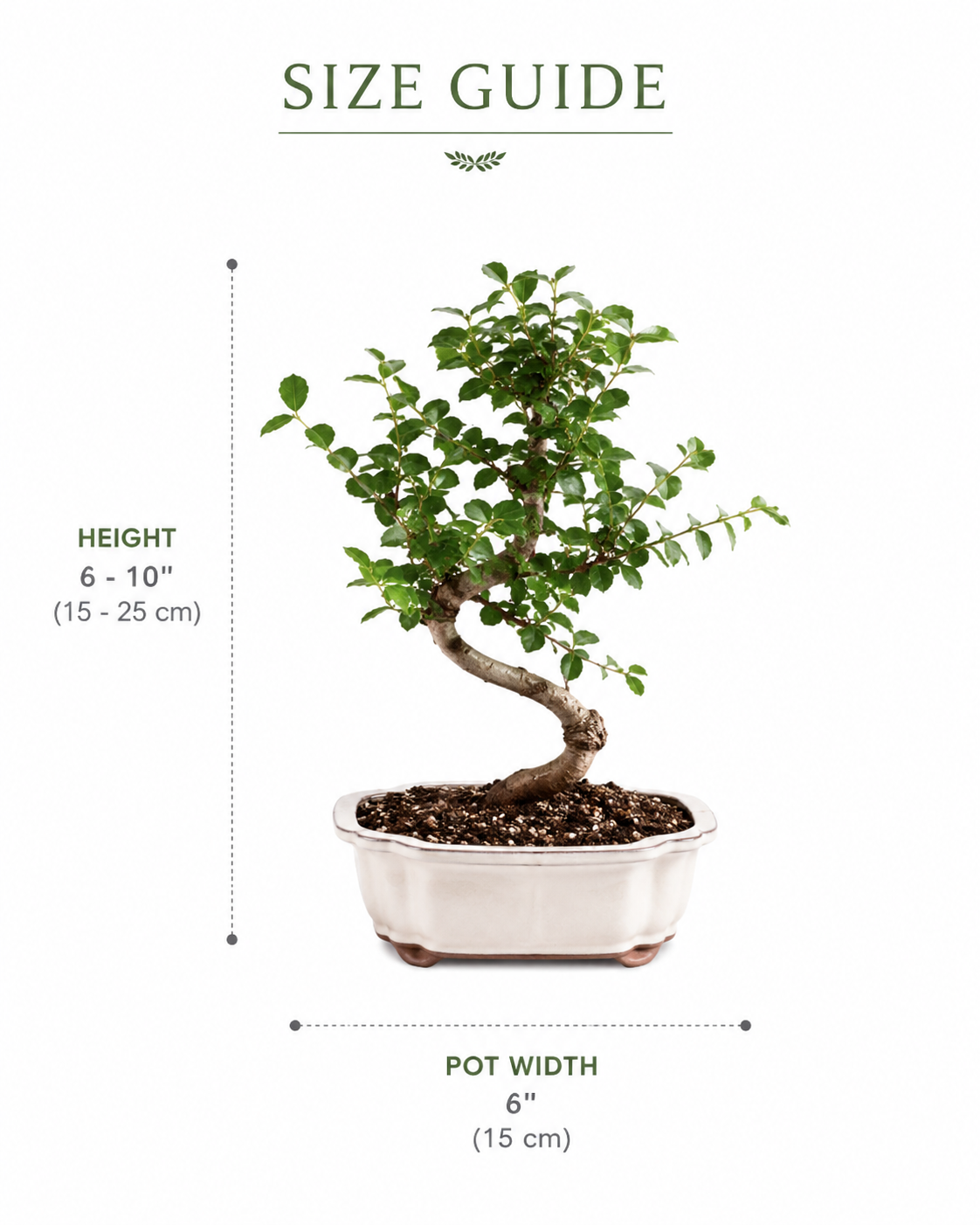 Chinese Sweet Plum Bonsai Tree
